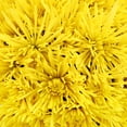 thumbnail image 2 of Member's Mark Spider Mums, choose color and stem count, 2 of 7