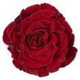 thumbnail image 3 of Member's Mark Ecuadorian Premium Roses, choose color variety and stem count, 3 of 6