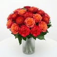 thumbnail image 5 of Member's Mark Garden Roses, 36 stems, Choose color variety, 5 of 6