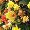 thumbnail image 3 of Member's Mark Begonia Pendula Cascade Dormant Bulbs, 9pk, 3 of 9