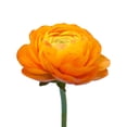 thumbnail image 3 of Ranunculus, 60 stems, choose color, 3 of 5