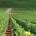 thumbnail image 2 of Louis Jadot Pouilly Fuisse Chardonnay Wine, 750 ml, 2 of 2
