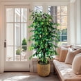 thumbnail image 3 of Artificial 6.5' Ficus Tree in a Handwoven Handled Basket, 3 of 4