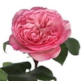 thumbnail image 3 of Member's Mark Garden Roses, 36 stems, Choose color variety, 3 of 6