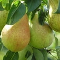 thumbnail image 2 of Hood Pear Tree, #5 Pot, 2 of 2