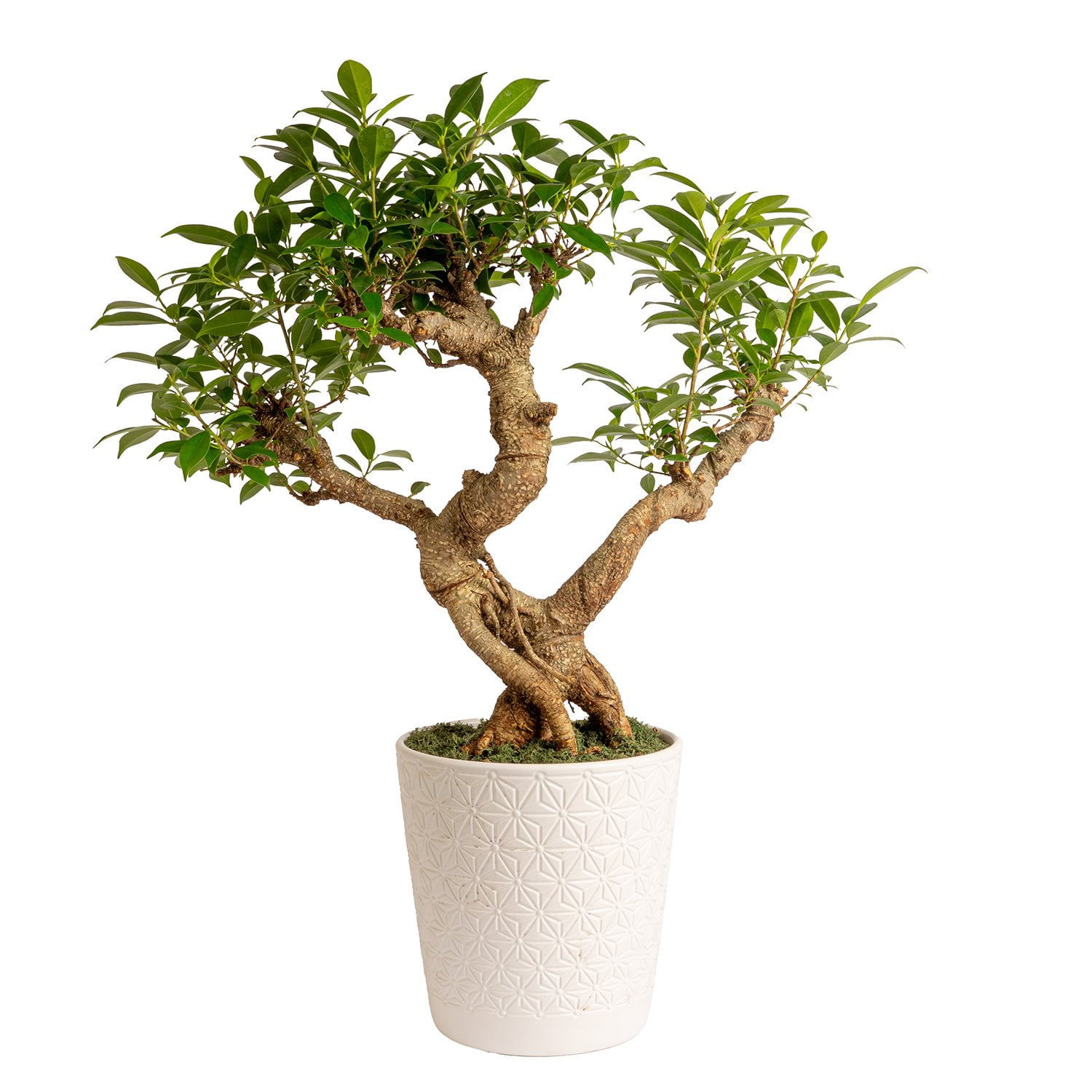 Costa Farms Jumbo Bonsai Plant in Decorative Pot - Samsclub.com