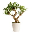 thumbnail image 1 of Costa Farms Jumbo Bonsai Plant in Decorative Pot, 1 of 7