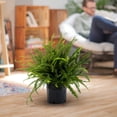 thumbnail image 3 of Costa Farms Live 10" Kimberly Queen Fern, Outdoor, 3 of 7