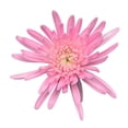thumbnail image 3 of Member's Mark Painted Mums,  choose color and stem count, 3 of 4