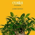 thumbnail image 2 of Costa Farms Jumbo Bonsai Plant in Decorative Pot, 2 of 7