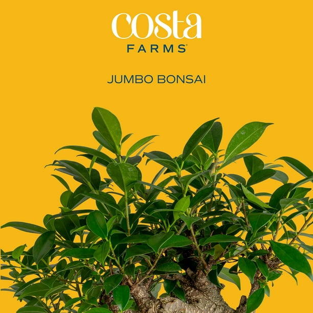 golden tree glp-1 supreme review Costa Farms Jumbo Bonsai Plant in Decorative Pot