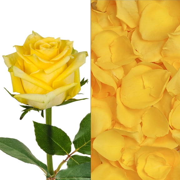 Member's Mark Roses and Petals Combo, 75 stems+ 2,000 petals, choose color