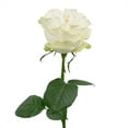 thumbnail image 3 of Member's Mark Ecuadorian Premium Roses, choose color variety and stem count, 3 of 7