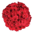 thumbnail image 1 of Member's Mark Gerbera Daisies, choose color and stem count, 1 of 8