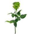 thumbnail image 4 of Member's Mark Farm Fresh Velvet Roses, choose color and stem count, 4 of 6