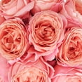 thumbnail image 4 of Member's Mark Garden Roses, 36 stems, Choose color variety, 4 of 6