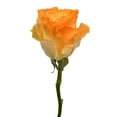 thumbnail image 1 of Member's Mark Illusion Roses, 96 stems, Choose color variety, 1 of 7