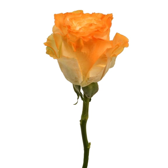 Member's Mark Illusion Roses, 96 stems, Choose color variety