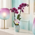 thumbnail image 3 of 3" Dark Purple Orchid in Temperance Floramx Pot with For You Pick, 3 of 4