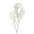 thumbnail image 2 of Member's Mark Gypsophila, choose variety and quantity, 2 of 5