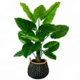thumbnail image 1 of Artificial 54" Taro in Handwoven Basket - Natural or Bi-Color Baskets, 1 of 2