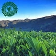 thumbnail image 7 of Pure Leaf Real Brewed Tea Sweet Tea 16.9 fl. oz., 18 pk., 7 of 10