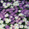 thumbnail image 5 of Member's Mark Anemone Ground Cover Blend Dormant Bulbs, 90pk, 5 of 10