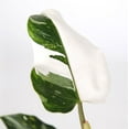 thumbnail image 2 of Live 5" White Princess Philodendron in Ceramic Pot, 2 of 5