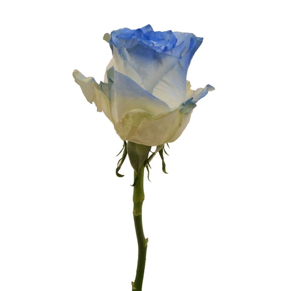 Member's Mark Illusion Roses, 96 stems, Choose color variety