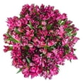 thumbnail image 1 of Member's Mark Alstroemeria, Choose color and stem count, 1 of 1