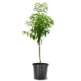 thumbnail image 1 of Live 5 Gal. Flordaking Peach Tree in Growers Pot, 1 of 2