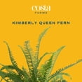 thumbnail image 2 of Costa Farms Live 10" Kimberly Queen Fern, Outdoor, 2 of 7