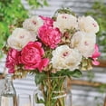 thumbnail image 4 of Member's Mark Peony and Nectaroscordum Dormant Bulbs, 22pk, 4 of 10