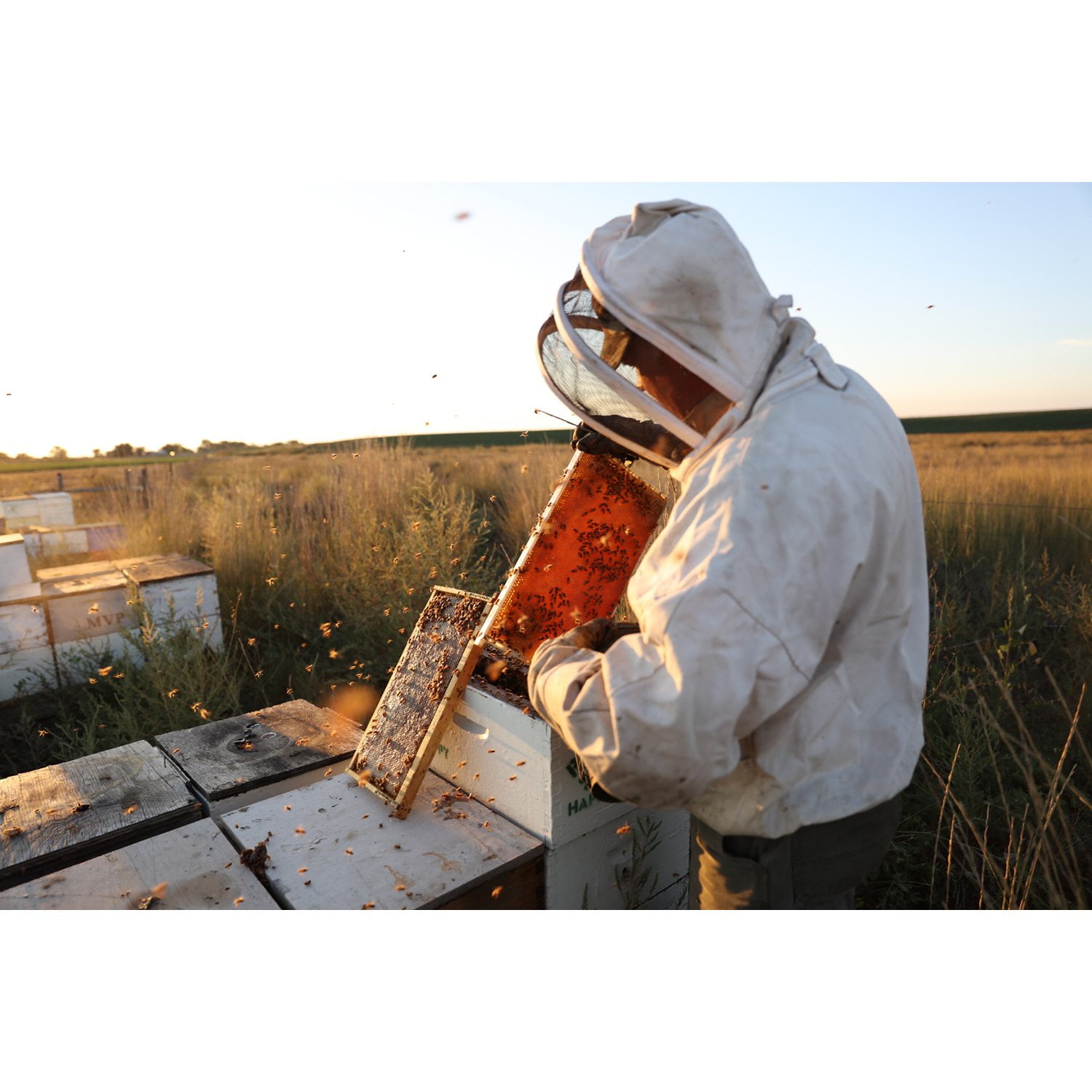 Local Hive Florida Raw and Unfiltered Honey, 40 oz. - Samsclub.com
