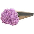 thumbnail image 4 of Member's Mark Color Enhanced Hydrangeas, 20 stems, choose color, 4 of 4