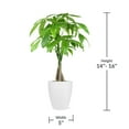 thumbnail image 4 of Live 5" Money Tree in White Ceramic Pot, 4 of 5