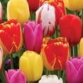 thumbnail image 4 of Member's Mark Tulip Longstemmed Blend Dormant Bulbs, 40pk, 4 of 9