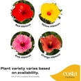 thumbnail image 3 of Costa Farms Live 10" Tropical Hibiscus Standard, Flowering, 3 of 8