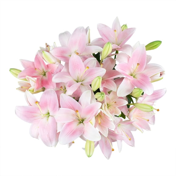 Member's Mark LA Hybrid Lilies, choose color and stem count
