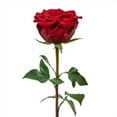 thumbnail image 2 of Member's Mark Ecuadorian Premium Roses, choose color variety and stem count, 2 of 5