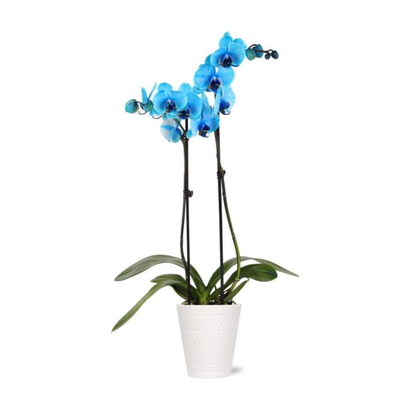 5" Blue Watercolor Orchid in White Ceramic Pot