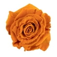thumbnail image 1 of Member's Mark Farm Fresh Velvet Roses, choose color and stem count, 1 of 9