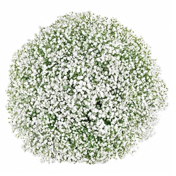 Member's Mark White Gypsophila, choose stem count
