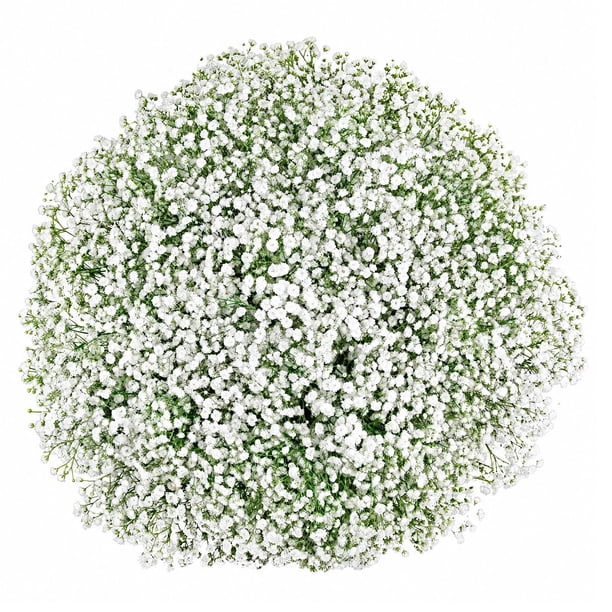 Member's Mark White Gypsophila, choose stem count - Samsclub.com