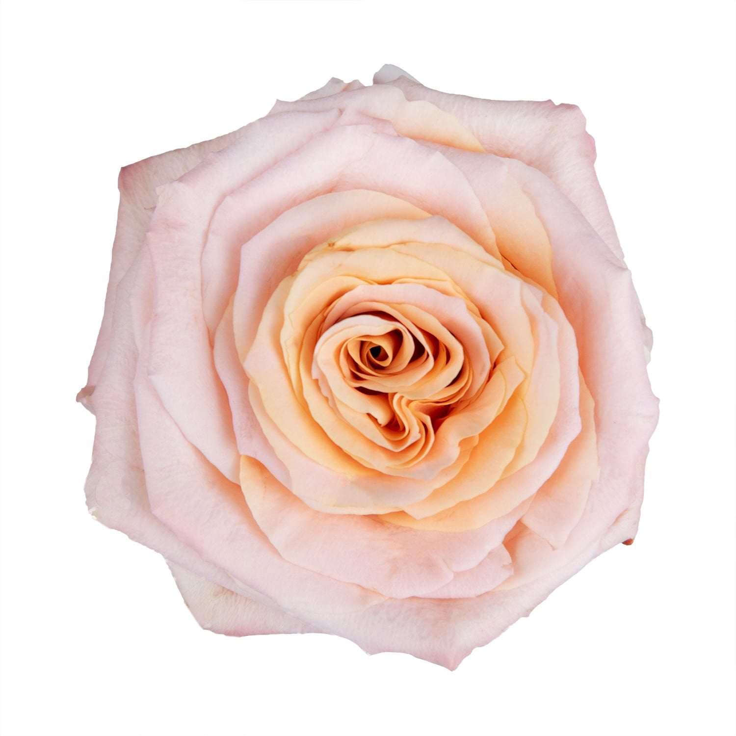 Member's Mark Ecuadorian Premium Roses, choose color variety and