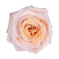 thumbnail image 2 of Member's Mark Ecuadorian Premium Roses, choose color variety and stem count, 2 of 5