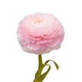 thumbnail image 3 of Ranunculus, 60 stems, choose color, 3 of 6