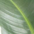 thumbnail image 5 of Costa Farms 10" Bird of Paradise Tropical Plant in Decorative Pot, 5 of 7