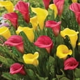 thumbnail image 3 of Member's Mark Calla Lily Pink & Yellow Blend Dormant Bulbs, 9pk, 3 of 3