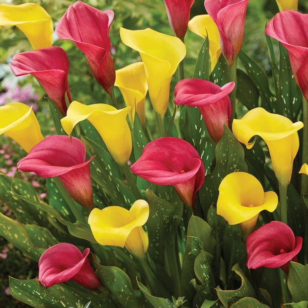Member's Mark Calla Lily Pink & Yellow Blend Dormant Bulbs, 9pk